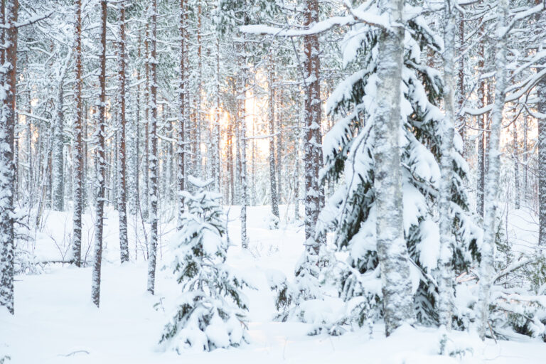 Talvinen metsä, aurinko paistaa puiden välistä
