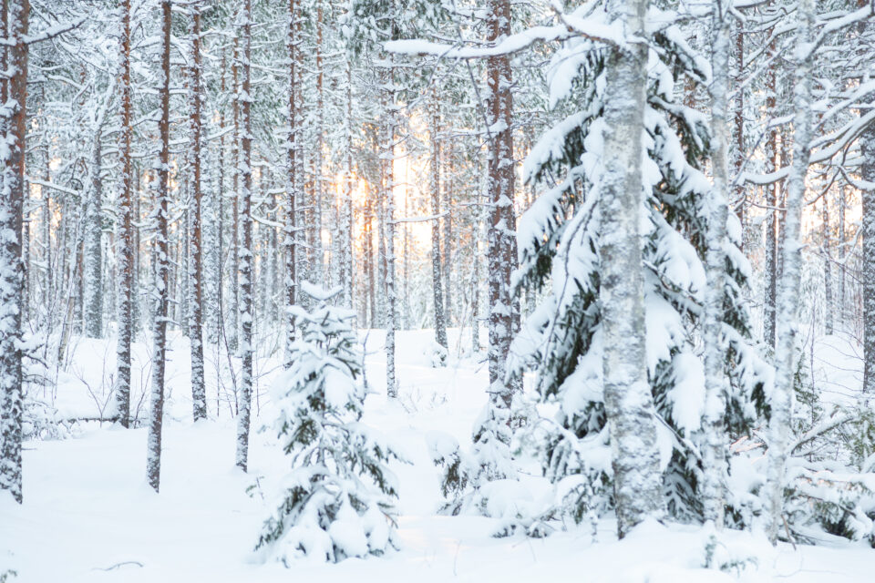 Talvinen metsä, aurinko paistaa puiden välistä