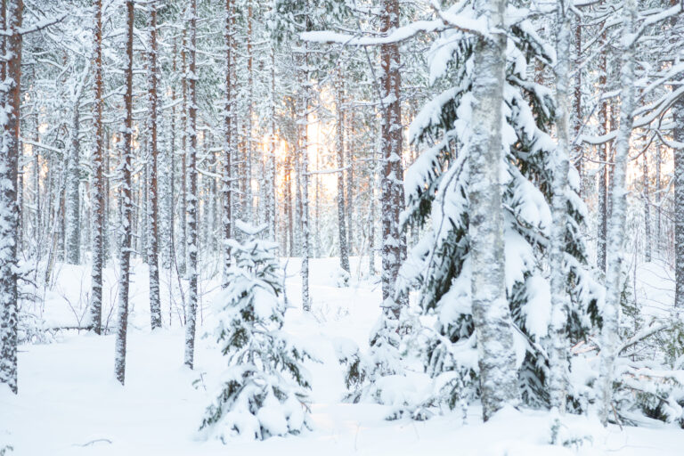 Talvinen metsä, lunta puissa ja maassa ja aurinko paistaa puiden välistä.