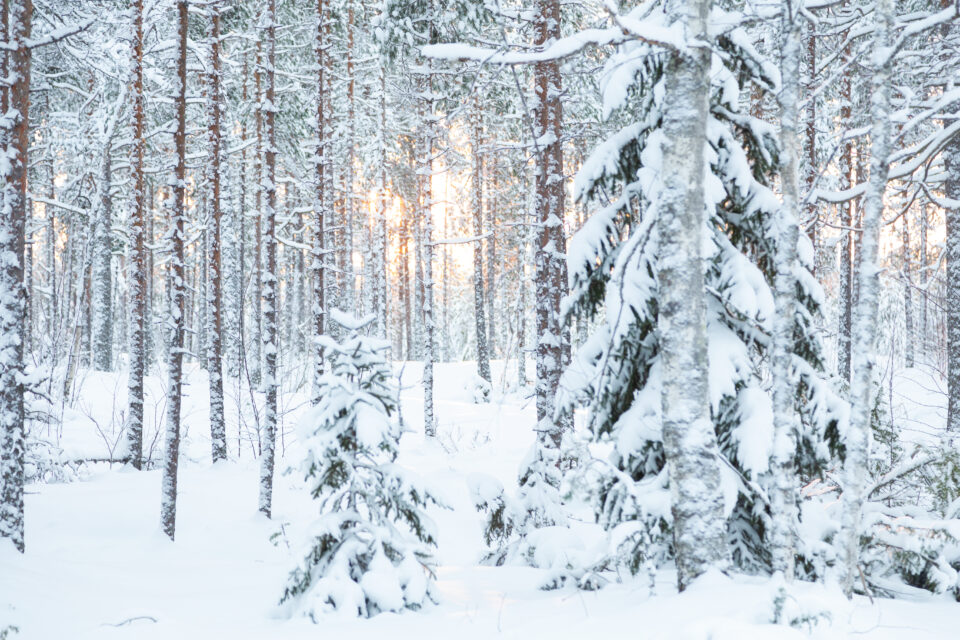 Talvinen metsä, lunta puissa ja maassa ja aurinko paistaa puiden välistä.