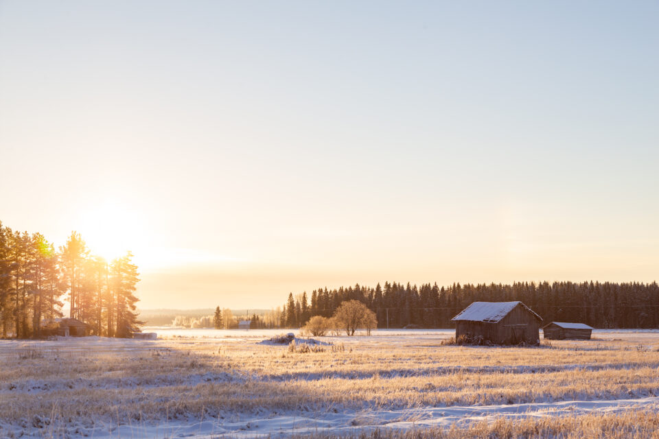 Talvinen peltomaisema, sininen taivas ja aurinko paistaa puiden takaa.