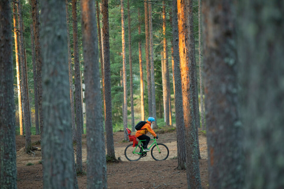 Ihminen pyöräilee mäntymetsän keskellä.